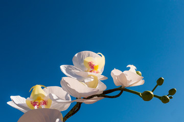 Front view of White orchid flower branch, on blue sky background.