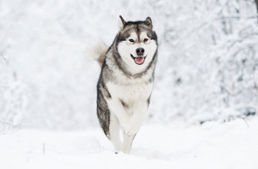 Alaskan Malamute dog on a winter walk in the snow © Happy monkey