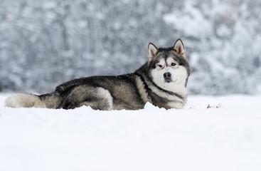dog on a winter walk in the snow