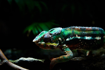 Gecko