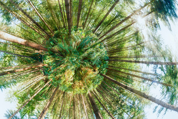 360 degree of a pine woodland