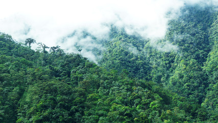 Fototapeta na wymiar foggy forest in South America