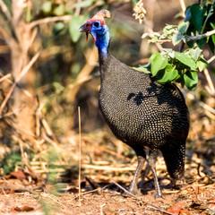 Helmeted Guineafowl, (Numida meleagris), Kruger National Park, Mpumalanga, South Africa, Africa