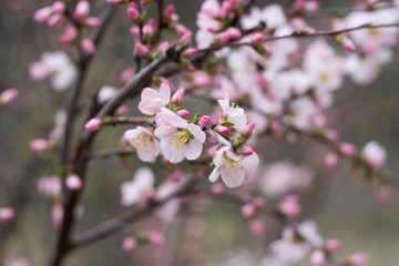 Cherry blossoms pink flowers, close-up. Invitation, card concept. Copy space