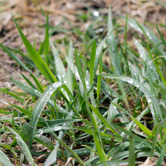 Grass with dew, close-up. Nature concept. Copy space, square layout