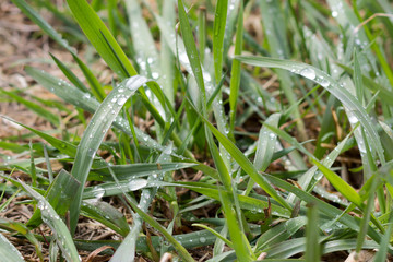 Grass with dew, close-up. Nature concept. Copy space