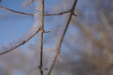 Eiskristalle am Zweig