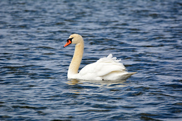 Naklejka premium Mute Swan on lake