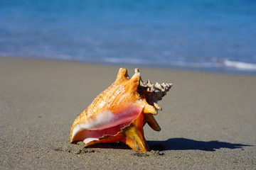 Obraz na płótnie Canvas Pink conch shell on a sand beach by the Caribbean Sea in Nevis 