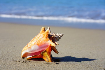 Obraz na płótnie Canvas Pink conch shell on a sand beach by the Caribbean Sea in Nevis 