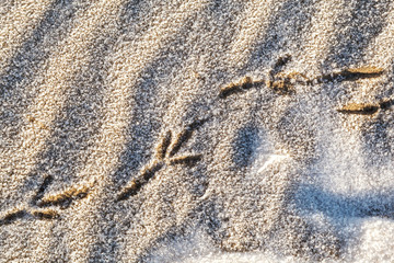 Texture background. Bird tracks on frozen sand