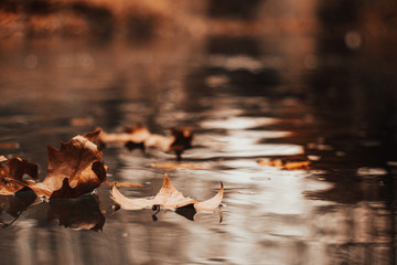 Leaves fallen in the water. Autumnal landscape with brown background