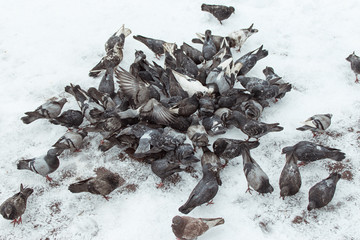 A lot of pigeons in the snow.