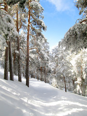 Paisaje invernal. Nieve en el bosque en un dia soleado