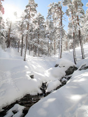 Paisaje invernal. Nieve en el bosque en un dia soleado
