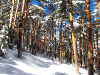 Paisaje invernal. Nieve en el bosque en un dia soleado