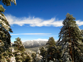 Paisaje invernal. Nieve en el bosque en un dia soleado