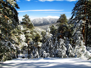 Paisaje invernal. Nieve en el bosque en un dia soleado