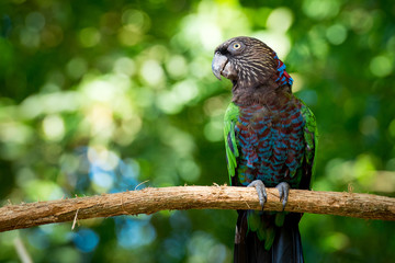 Red-fan (Hawk-headed) parrot on the Branch With Forest Background