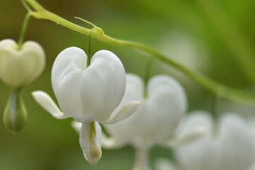 白いケマンソウの花