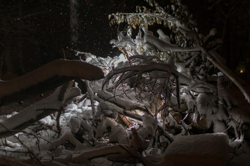 Snow-covered tree branches lying in the snow at night.