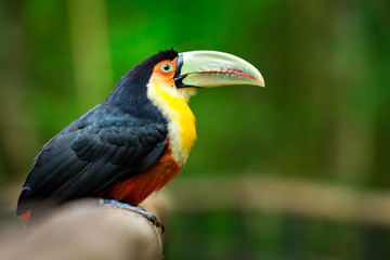 Red-breasted Toucan Sitting on Wood in the Tropical Forest