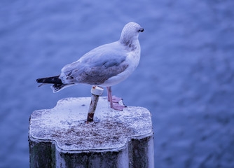Möwe auf der Nahrungssuche 