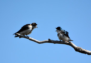Tree swallows fighting