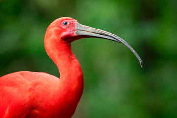 Portrait of Scarlet Ibis (Eudocimus Ruber) Bird in the Forest