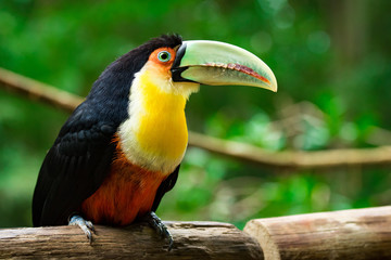Red-breasted Toucan Sitting on Wood in the Tropical Forest