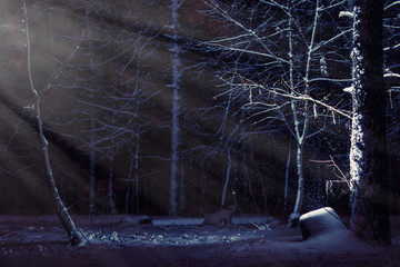 Mystical, magical, snowy forest with snowfall with shining rays at night.