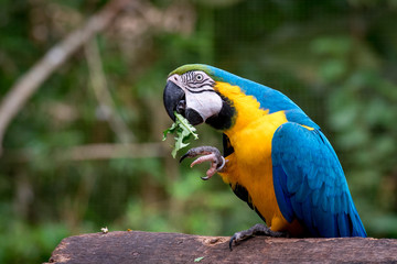Blue and Yellow (Ara Ararauna) Macaw is Eating a Leaf