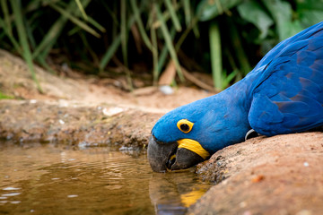 Hyacinth Macaw is Drinking Water From the Puddle © Donatas Dabravolskas