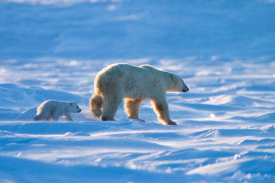 Polar Bear with a cub, (Ursus maritimus), Churchill, Manitoba, Canada