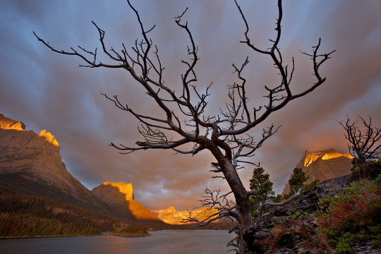 Bare tree at sunrise, St. Mary Lake, Glacier National Park, Montana, United States of America, North America