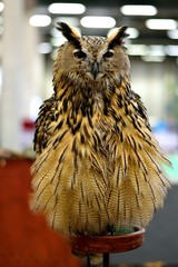 Civetta