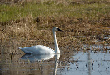 Trumpeter Swan
