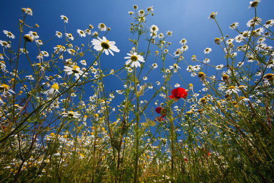 Flowering meadow, Padua province, Veneto, Italy