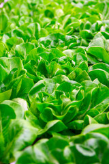 Fototapeta na wymiar Green fresh butterhead lettuce ready to harvest