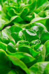 Fototapeta na wymiar Green fresh butterhead lettuce ready to harvest