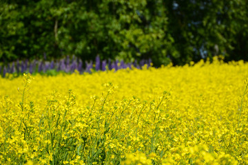 Obraz premium GORODETS, RUSSIA - JUNE 19, 2018: Field with yellow flowers in Nizhny Novgorod region near Gorodets city