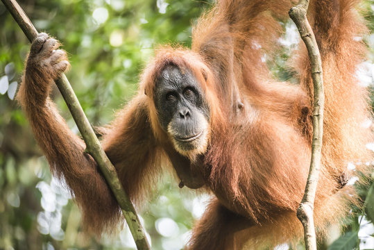 Female Orangutan (Pongo Abelii) in the jungle near Bukit Lawang, Gunung Leuser National Park, North Sumatra, Indonesia