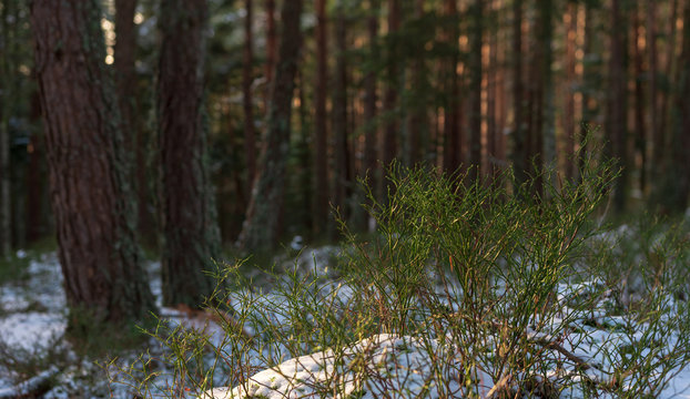 Buisson de myrtille sans feuilles d hiver dans la neige