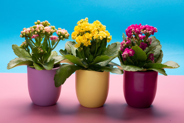 Three colors pots with thee colors medical houseplants kalanchoe with flowers close up on trendy pink and blue background, bright colors concept