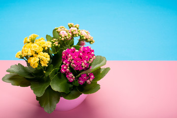 Medical houseplant kalanchoe with colorful flowers close up on trendy pink and blue background copy space