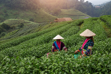 Hmong people are harvesting tea leaves in green tea plantation at morning time Chiang Mai Province...