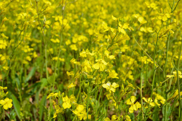 GORODETS, RUSSIA - JUNE 19, 2018: Field with yellow flowers in Nizhny Novgorod region near Gorodets city