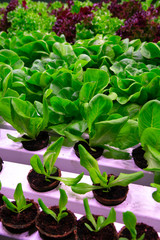 Industrial cultivation of green butterhead and oak bio lettuce uses hydroponics methode