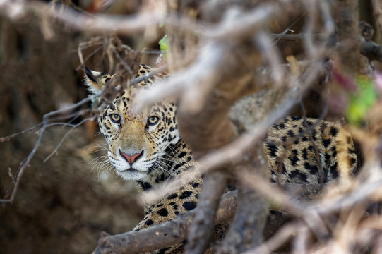 Young Jaguar (Panthera onca) in a tree, Cuiaba river, Pantanal, Mato Grosso, Brazil
