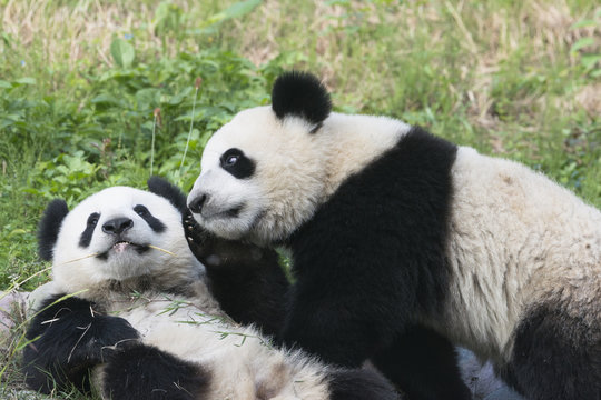 Two years aged young giant Pandas (Ailuropoda melanoleuca), Chengdu, Sichuan, China